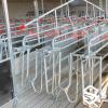 Free Access Sow Stall
