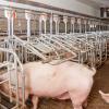 Group Gestation Sow Pen