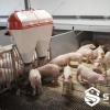 Weaner Pen Climate Cover