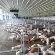 Steel Structure Fattening Pig House - SHEWUYOU Livestock Equipment