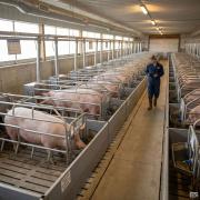 Steel Structure Gestation Sow House - SHEWUYOU Livestock Equipment