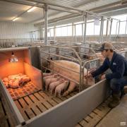 Steel Structure Farrowing Sow House - SHEWUYOU Livestock Equipment