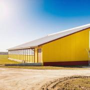 Steel Structure Boar & Breeding Pig House - SHEWUYOU Livestock Equipment