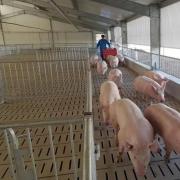 Automatic Steel Structure Pig Farm - SHEWUYOU Livestock Equipment