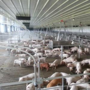 Steel Structure Fattening Pig House