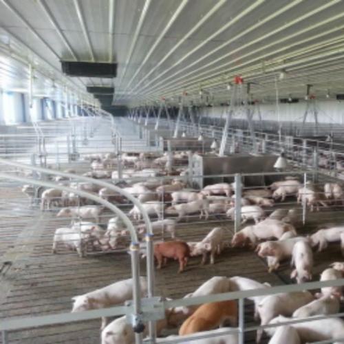 Steel Structure Fattening Pig House - SHEWUYOU Livestock Equipment