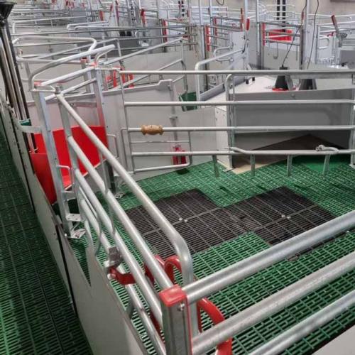 Loose Sow Farrowing Pen - SHEWUYOU Livestock Equipment