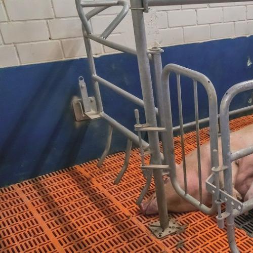 Variable-Restraint Farrowing Pen - SHEWUYOU Livestock Equipment