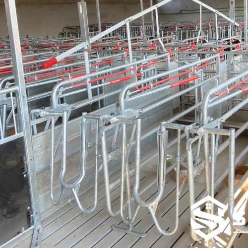 Free Access Sow Stall - SHEWUYOU Livestock Equipment