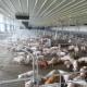 Steel Structure Fattening Pig House