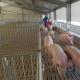 Automatic Steel Structure Pig Farm