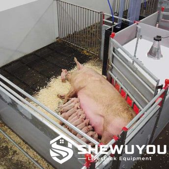 Slatted Floor Farrowing Pen with Sow and Piglets