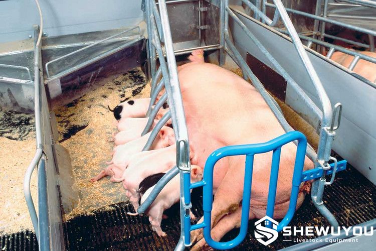 Self-Supporting Cast Iron Slats in Farrowing Pen
