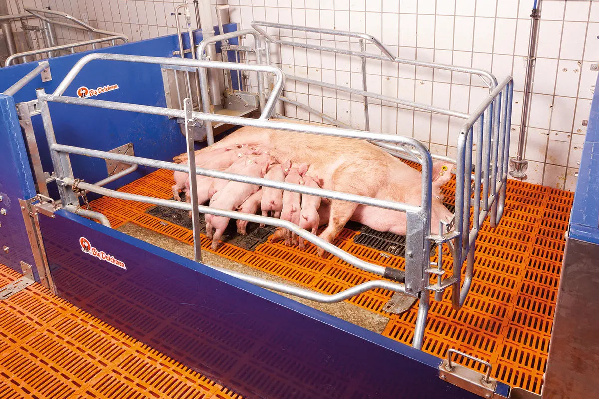 Pig Farrowing Slatted Floor Support System