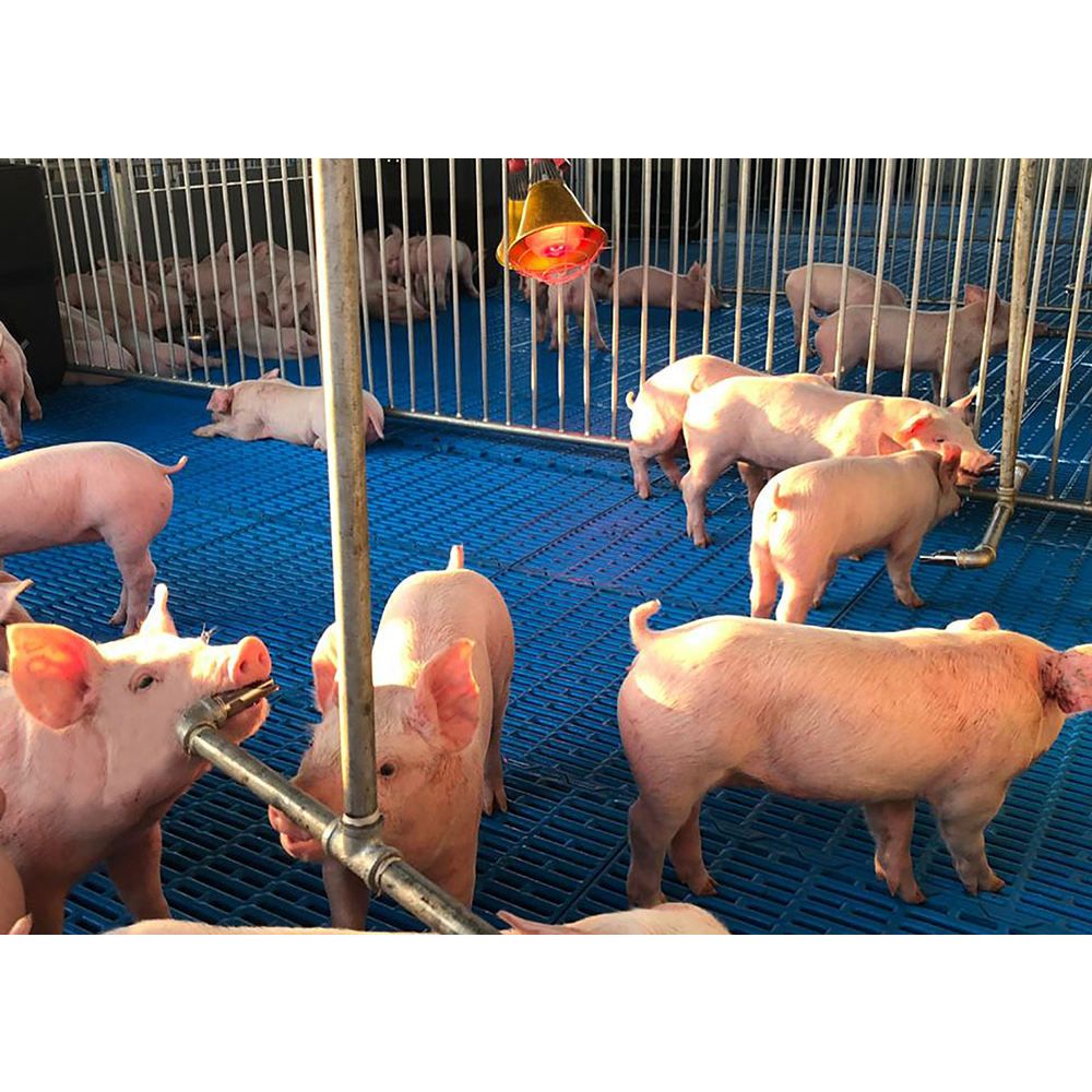Hot Dip Galvanized Piglet Nursery Pen