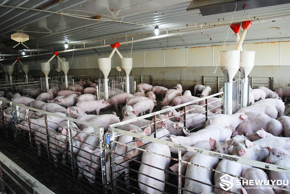 commercial wean-to-finish pig pen installation