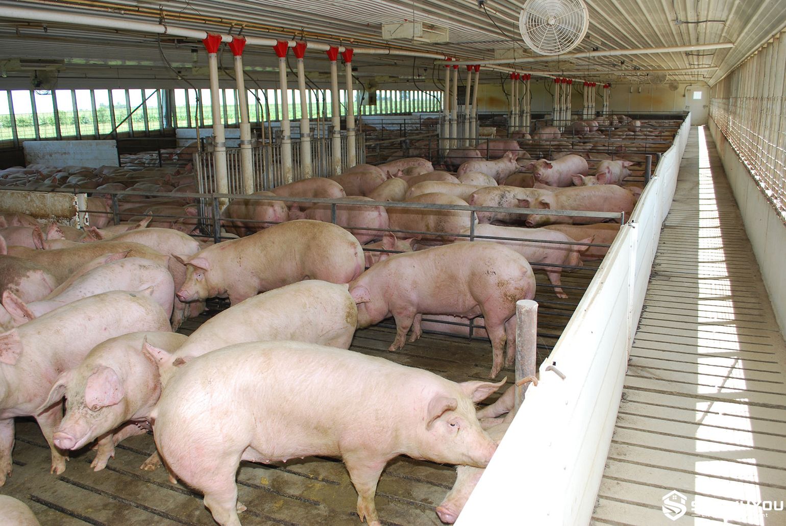grower finisher pig housing system