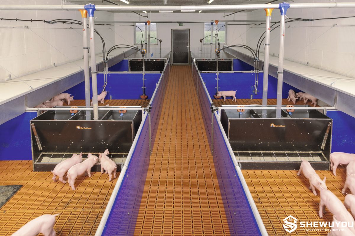 commercial piglet nursery pen feeding system