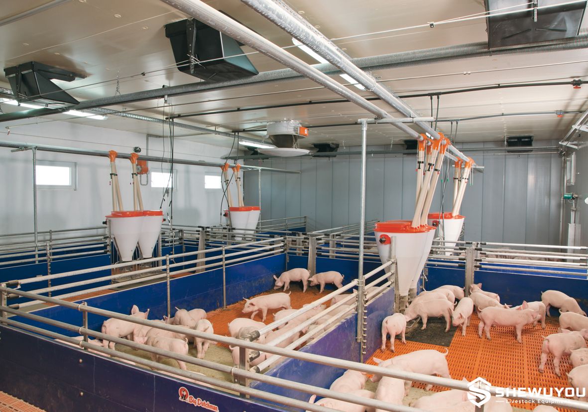 piglet nursery house with automatic feeders