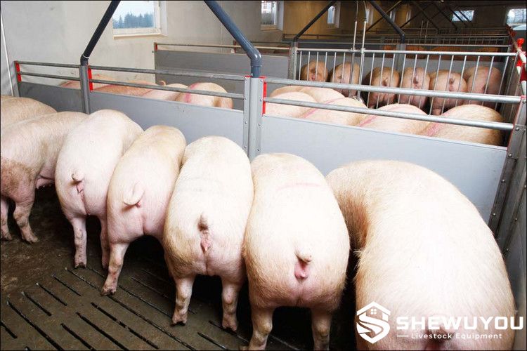 Integrated Liquid Feeding Wall for Piglet Nursery Pen