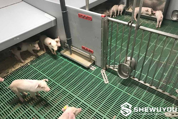 Liquid Feeding System for Weaner Piglets