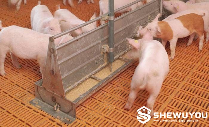 Piglet Nursery Liquid Feeding Trough System