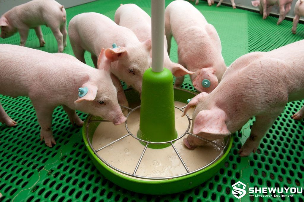 Liquid Feed System for Nursery Piglets