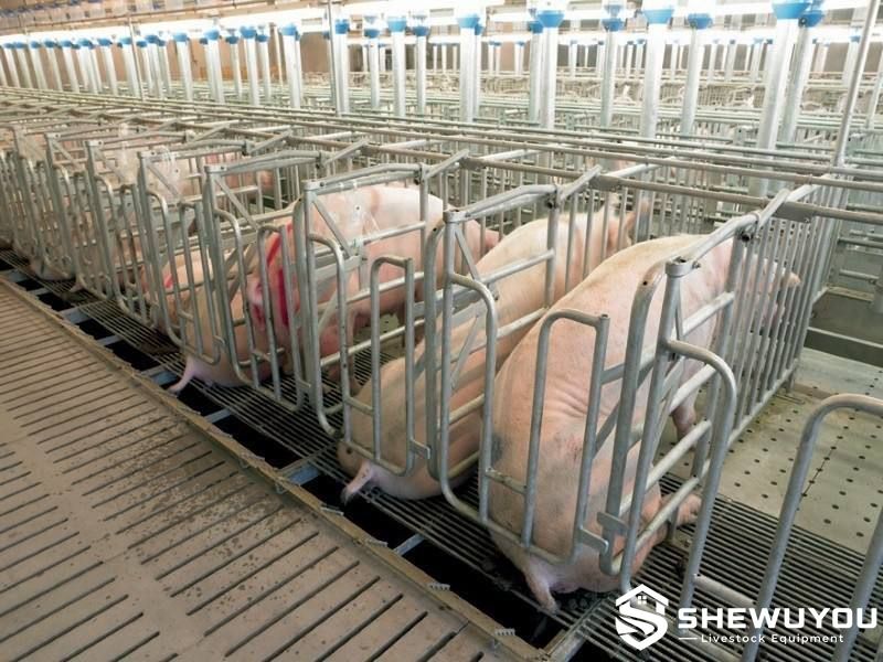 sow gestation stalls in pig farm