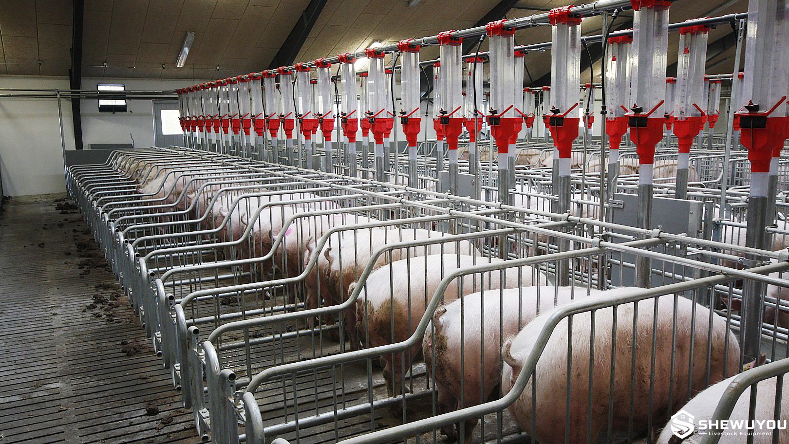 Sow Mating Stall for Commercial Pig Farm