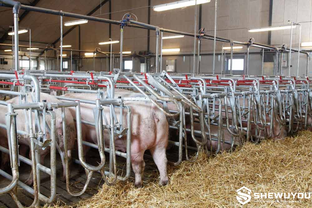 free access gestation stalls for sows