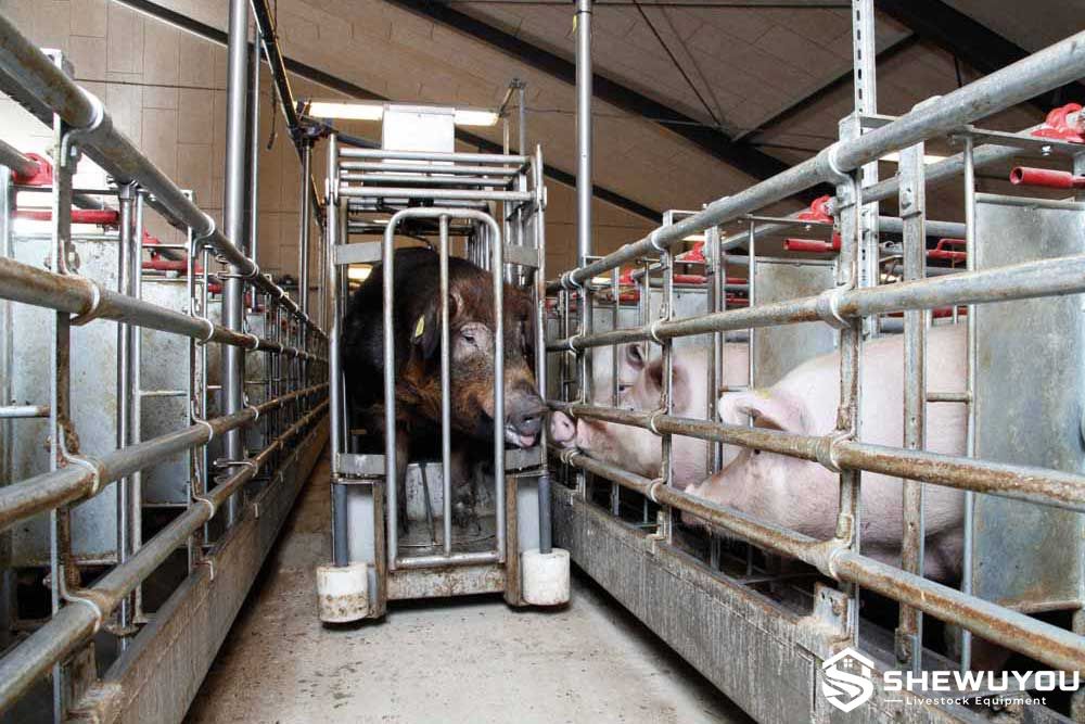 free access sow stall for breeding management