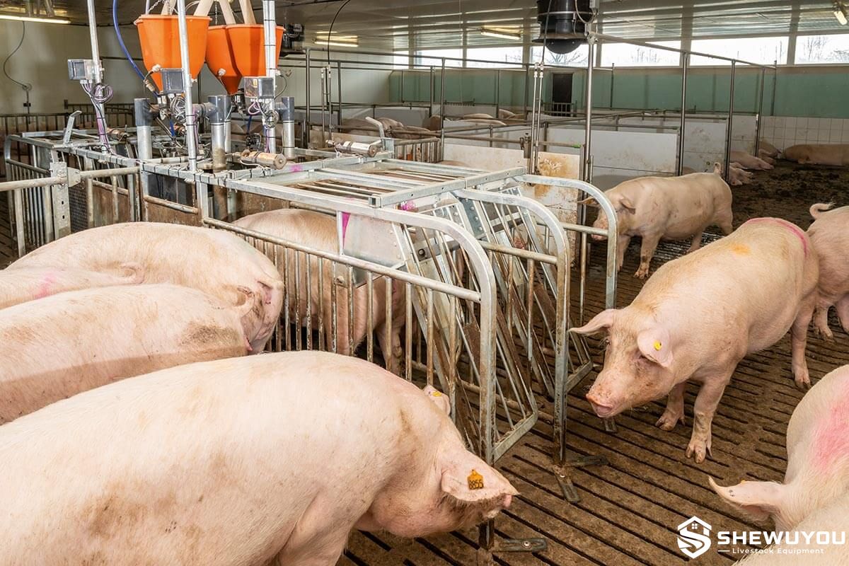 commercial free access sow housing system