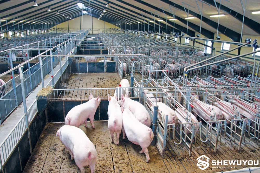 loose sow mating and free access stall system