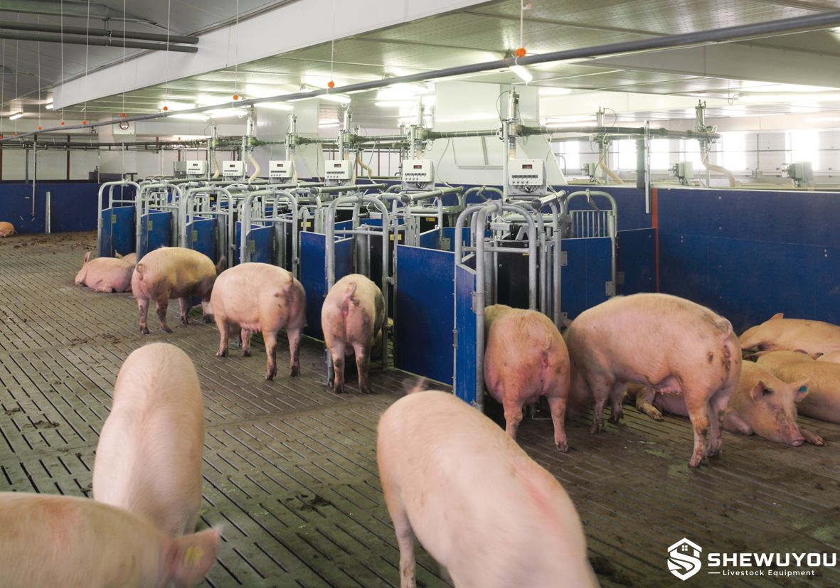Electronic Sow Feeding System for Group Housing