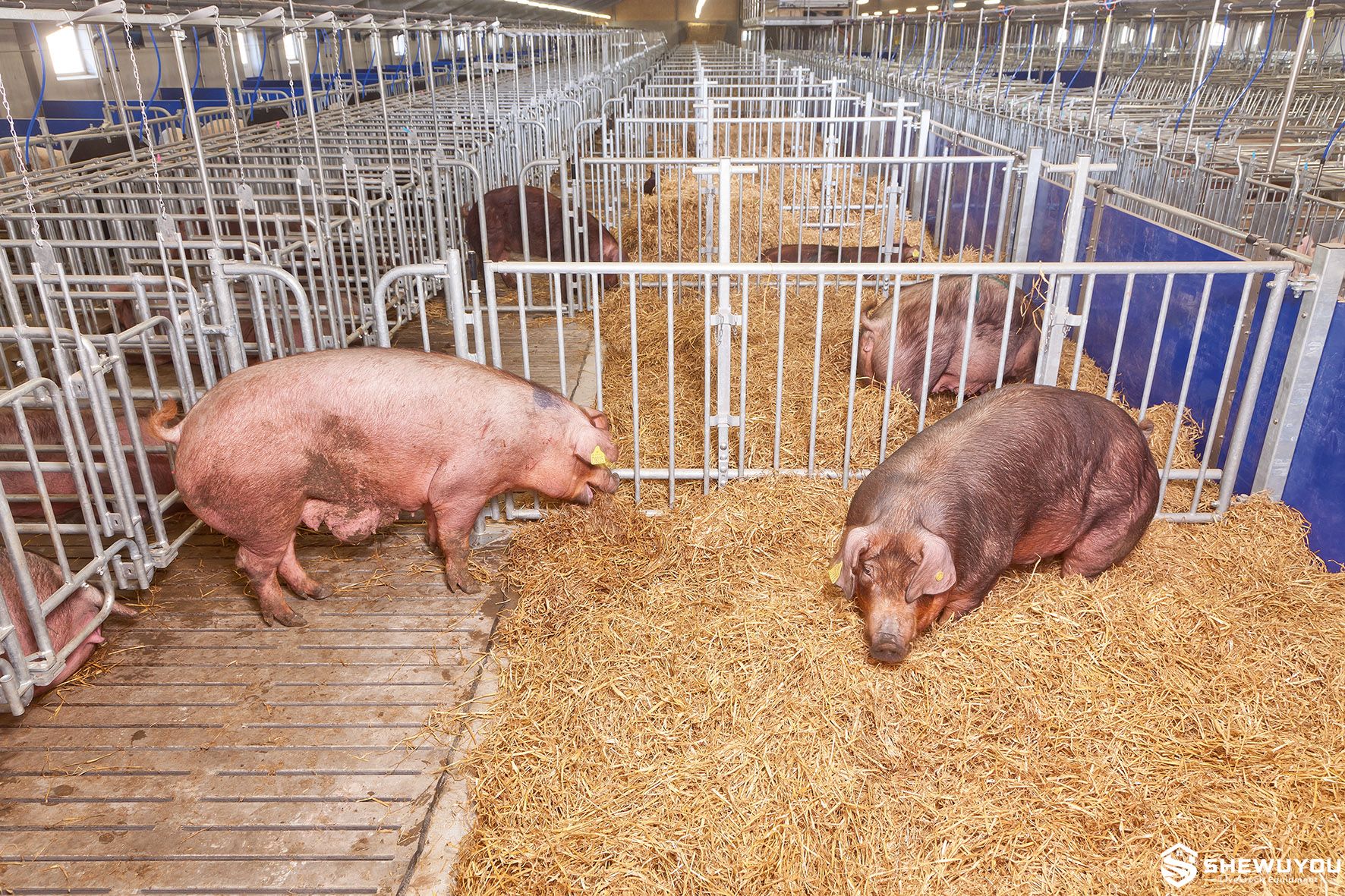 Group Housing Gestation Pen with Resting Area