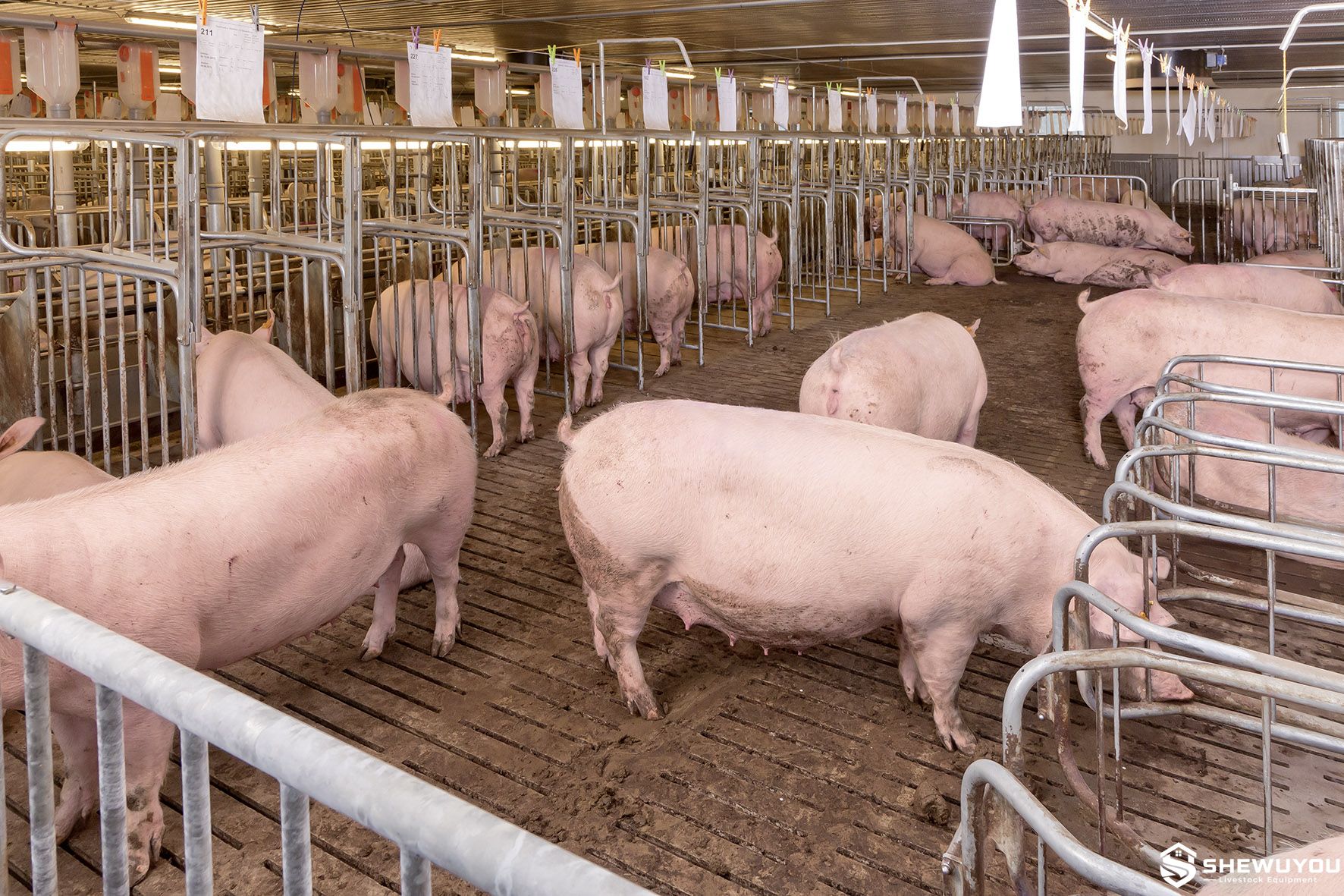 sow group gestation pen with feeding dividers