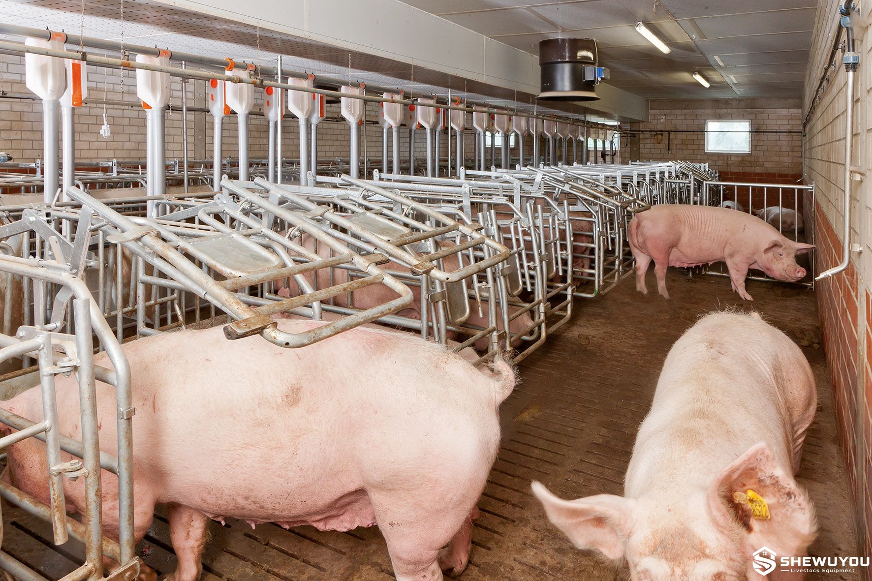 commercial sow group gestation housing system