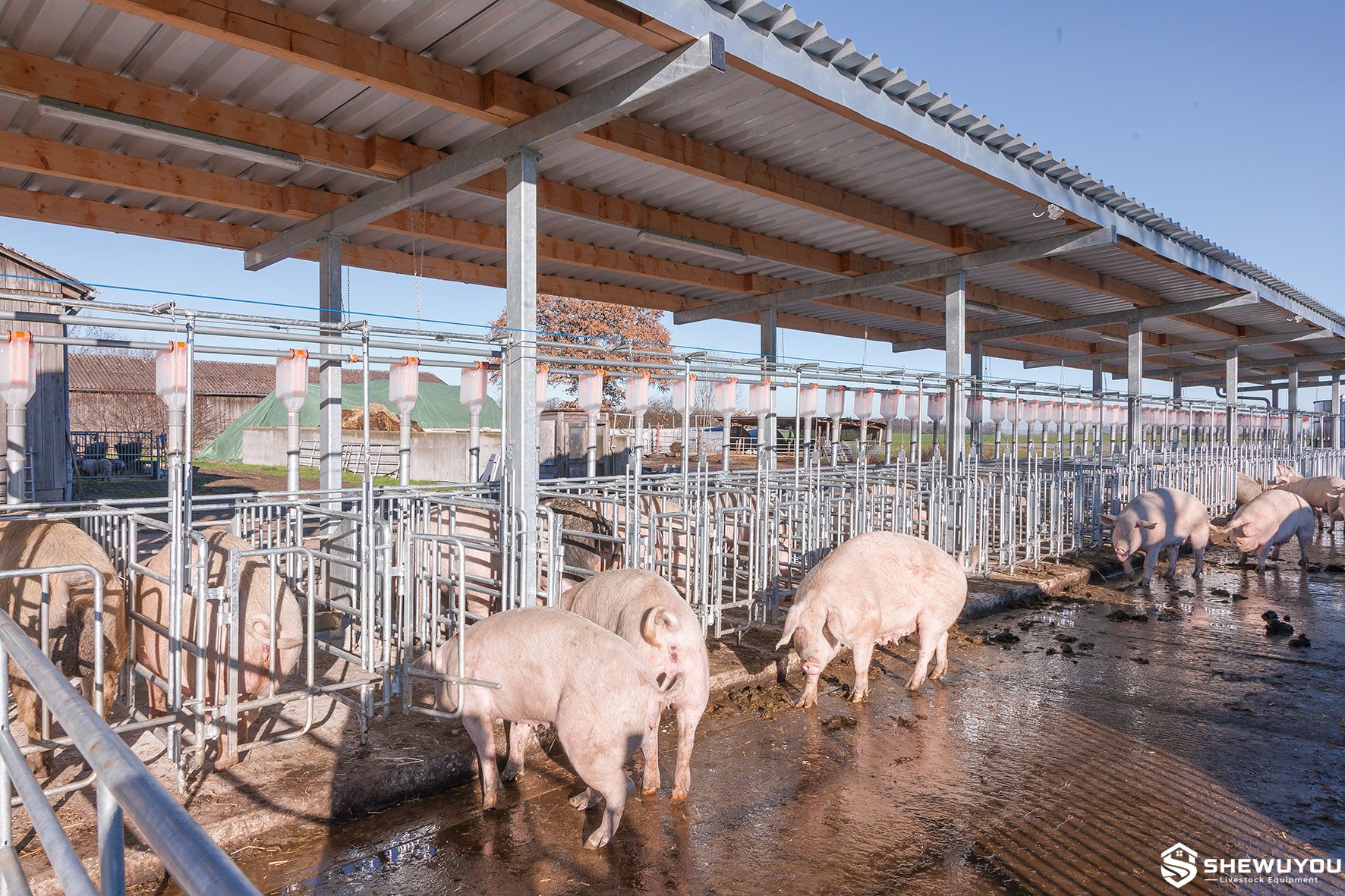 group housing pens for gestating sows