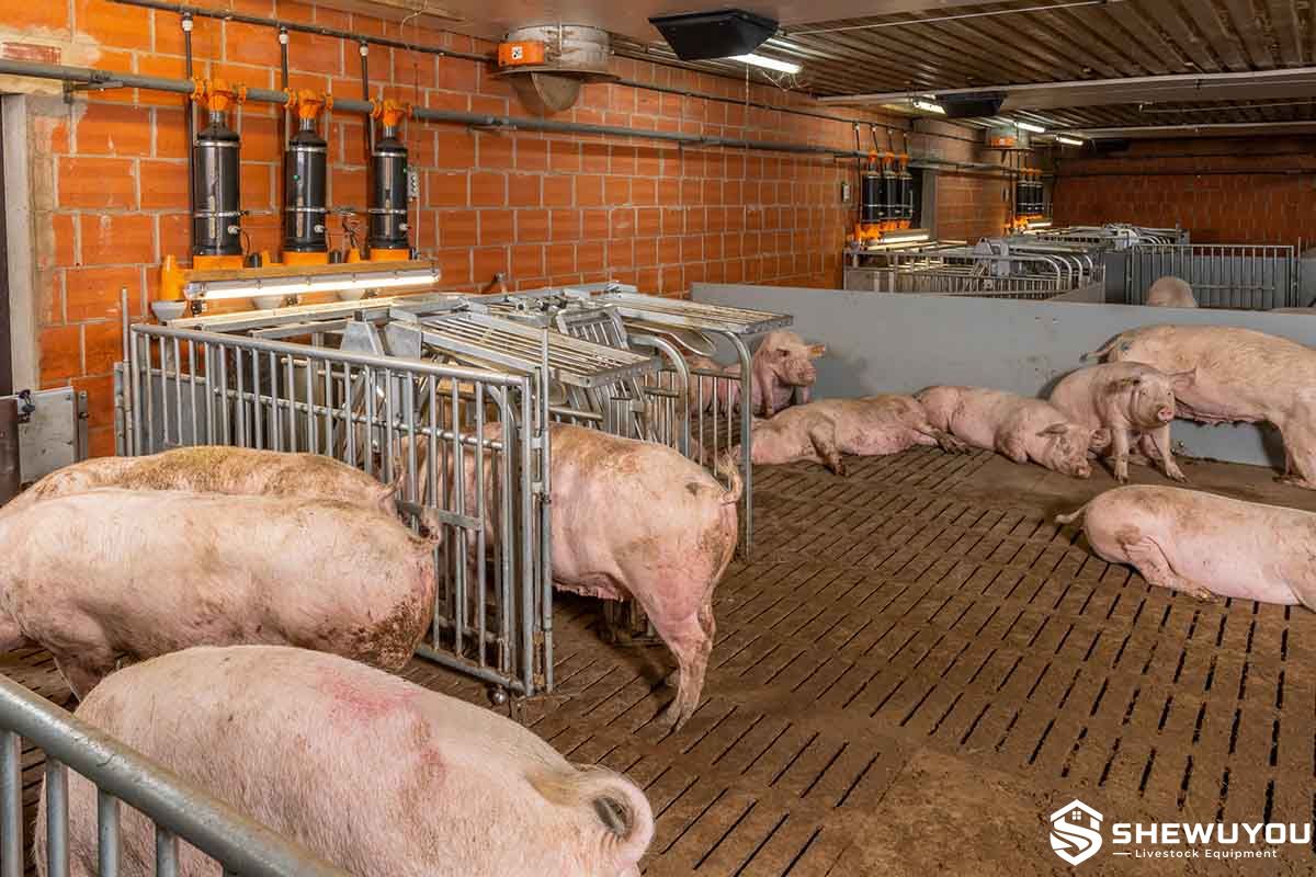 RFID free access sow feeding system in gestation barn