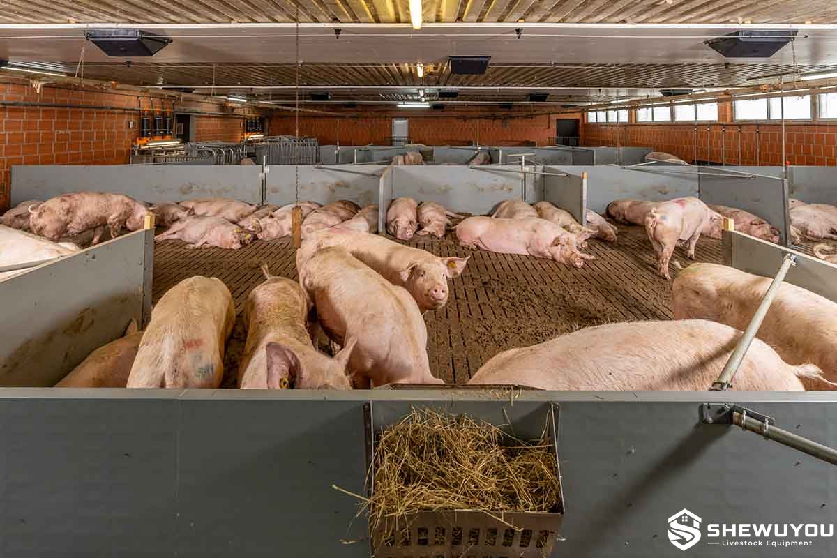 group housing area for RFID fed gestating sows