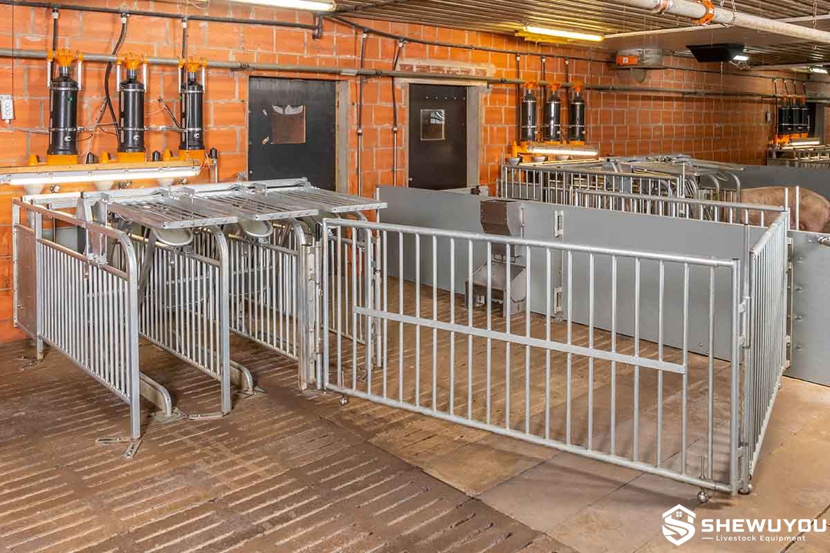 electronic sow feeding stations for commercial pig farm