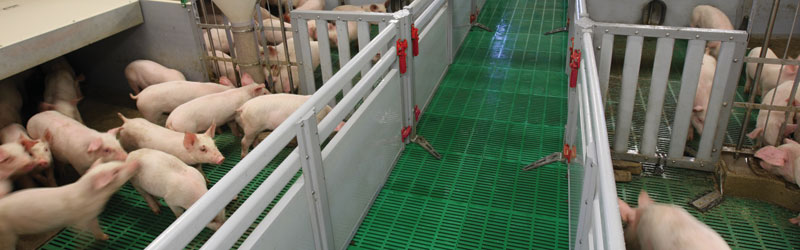 PVC Panel Finisher Pig Pen