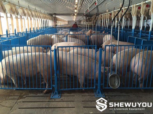Heavy duty breeding sow pig pen