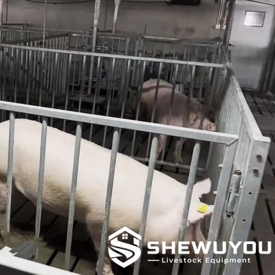 Individual Galvanized Boar Housing Pen