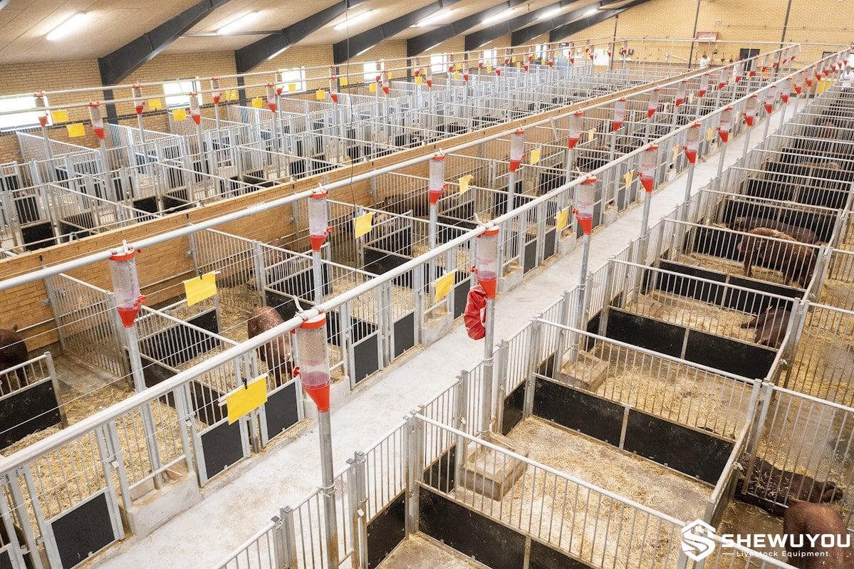 Individual Boar Pens in Commercial Breeding Farm