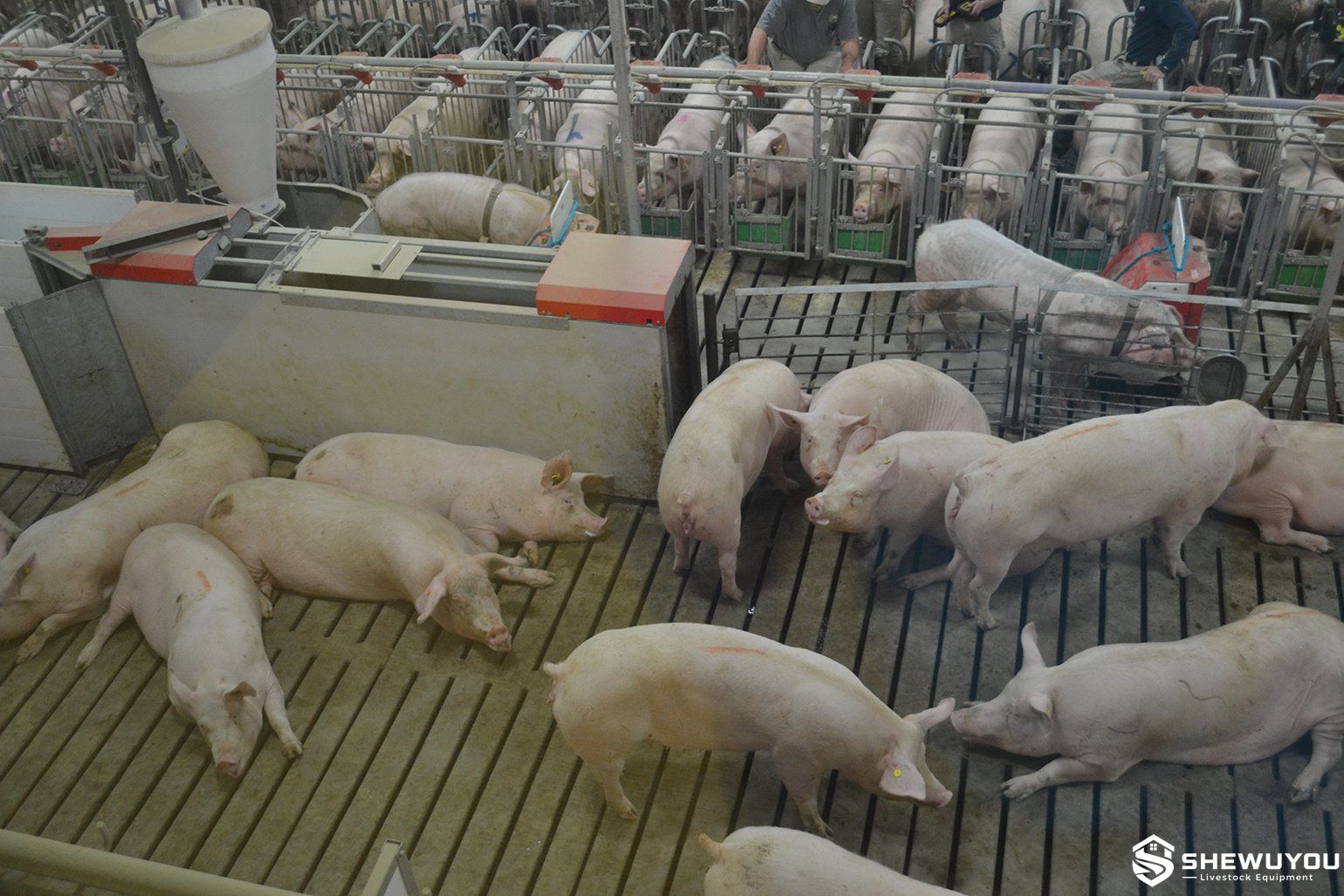 replacement gilts in commercial development pen