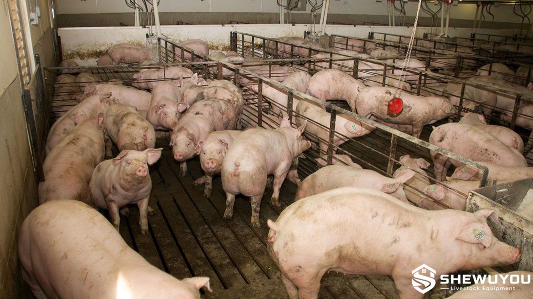 group housed gilts in gilt development facility