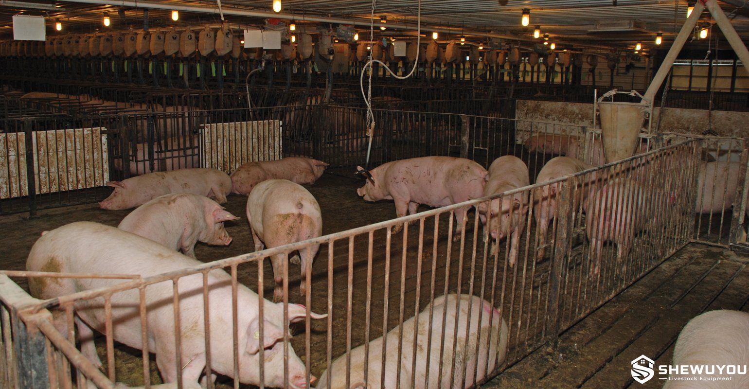 gilt development barn with metal pen fencing