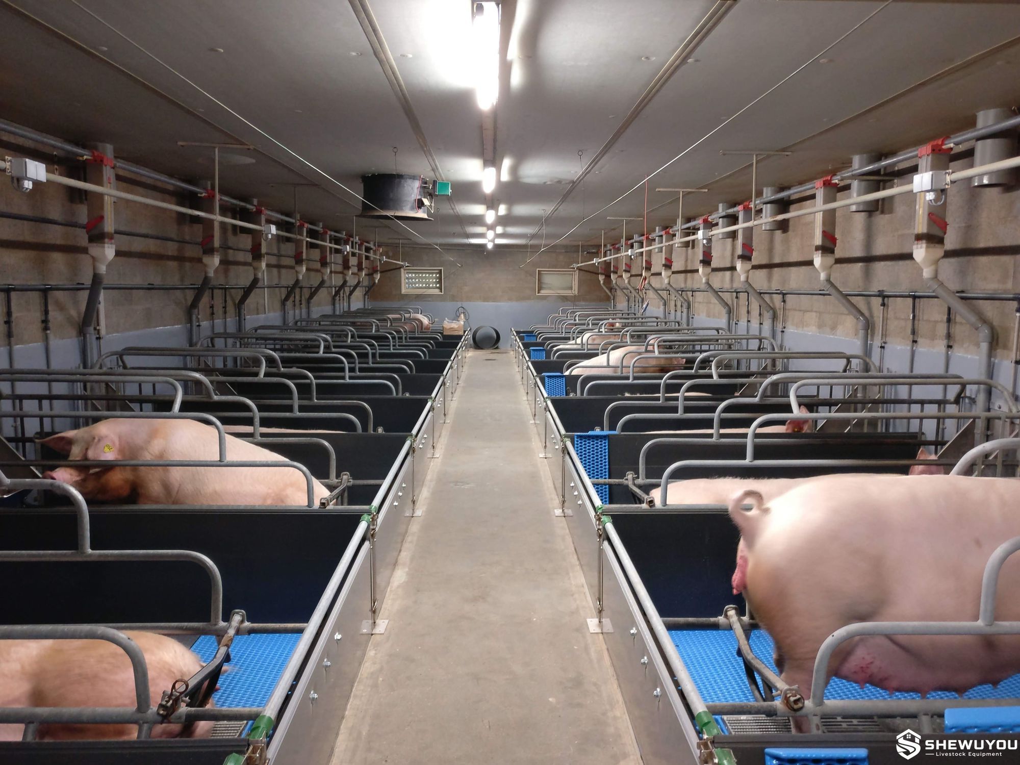 Hospital and Relief Pig Pen for Commercial Sow Farm