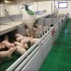 Compact Fiber Panel Piglet Nursery Pen